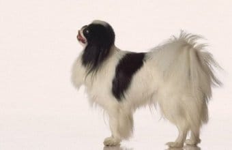 Japon Chin Japon Chin