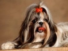 Shih-Tzu Shih-Tzu
