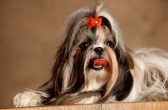 Shih-Tzu Shih-Tzu