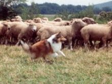 Shetland Çoban Köpeği Shetland Çoban Köpeği