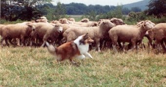 Shetland Çoban Köpeği Shetland Çoban Köpeği