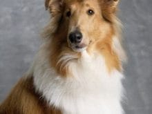 Collie Collie