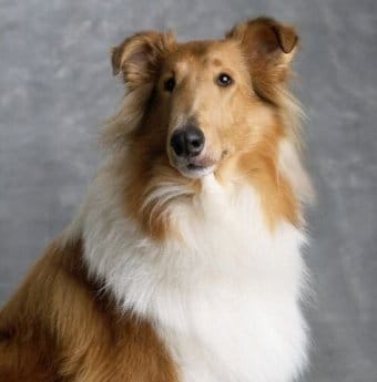 Collie Collie