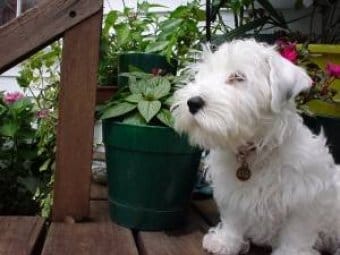 Sealyham Terrier Sealyham Terrier