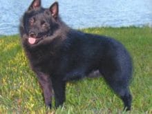 Schipperkee Schipperkee
