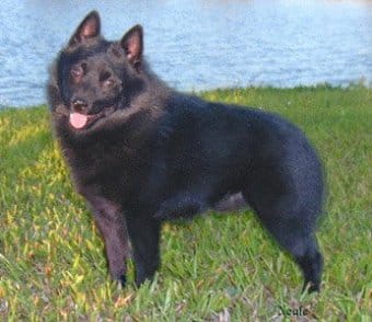 Schipperkee Schipperkee