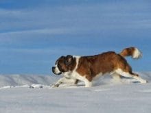 kucuk1113590898saint_bernard_9.jpg kucuk1113590898saint_bernard_9.jpg