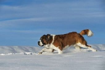 St. Bernard (Saint Bernard) St. Bernard (Saint Bernard)