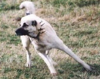 Kangal Kangal