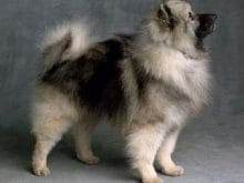 Keeshond Keeshond
