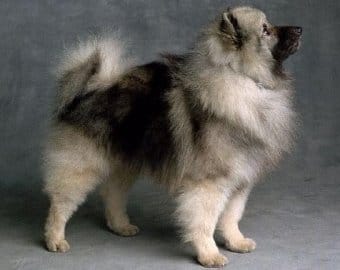 Keeshond Keeshond