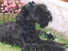Kerry Blue Terrier