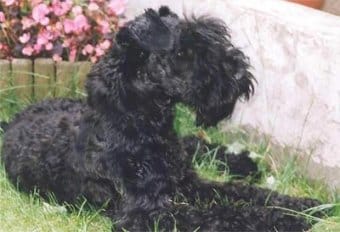 Kerry Blue Terrier Kerry Blue Terrier