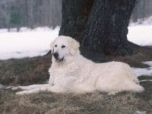 Kuvasz Kuvasz
