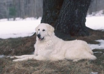 Kuvasz Kuvasz