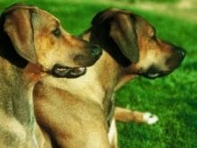 Rhodesian Ridgeback Rhodesian Ridgeback