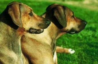 Rhodesian Ridgeback Rhodesian Ridgeback