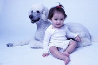 Poodle (Standart Kaniş) Poodle (Standart Kaniş)