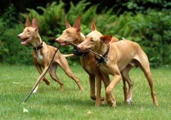 Pharaoh Hound Pharaoh Hound