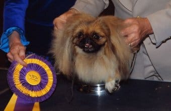 Pekingese Pekingese