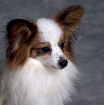 Pappilon köpek ırkı Pappilon köpek ırkı