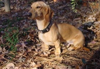 Dachshund (Sosis) Dachshund (Sosis)