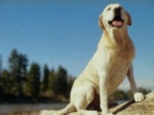 kucuk1113645146labrador_retriever_28.jpg kucuk1113645146labrador_retriever_28.jpg