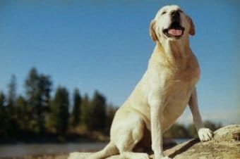 Labrador Retriever Labrador Retriever