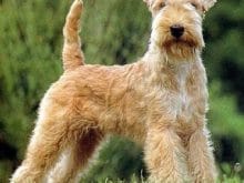 Lakeland Terrier Lakeland Terrier