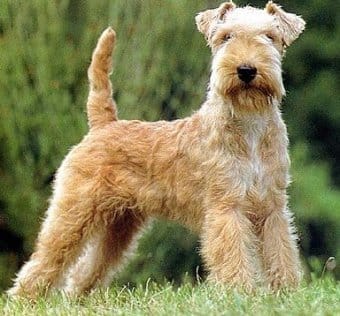 Lakeland Terrier Lakeland Terrier