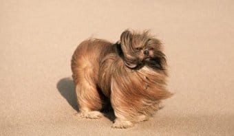 Lhasa Apso Lhasa Apso