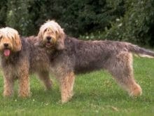 Otterhound Otterhound