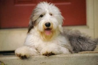 Old English Sheepdog Old English Sheepdog