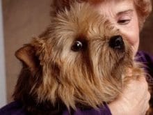 Norwich Terrier Norwich Terrier