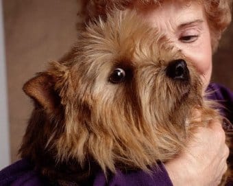 Norwich Terrier