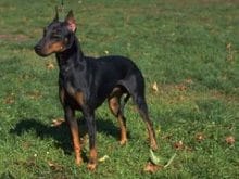 Manchester Terrier Manchester Terrier