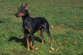 Manchester Terrier