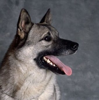 Norveç Geyik Avcısı Norveç Geyik Avcısı