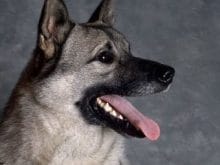 Norveç Geyik Avcısı Norveç Geyik Avcısı