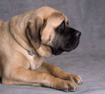 Mastiff Mastiff
