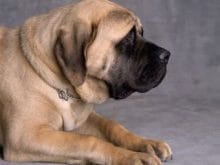 kucuk1113647968mastiff_10.jpg