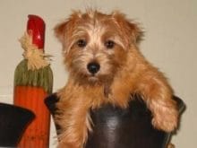 Norfolk Terrier Norfolk Terrier