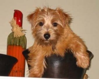 Norfolk Terrier Norfolk Terrier