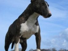 kucuk1113648611minyatur_bull_terrier_3.jpg kucuk1113648611minyatur_bull_terrier_3.jpg