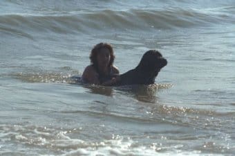 Newfoundland Newfoundland