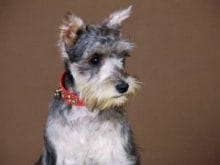 Minyatür Schnauzer Minyatür Schnauzer