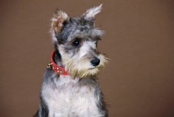 Minyatür Schnauzer Minyatür Schnauzer