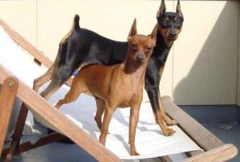 Minyatür Pinscher Minyatür Pinscher