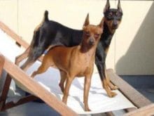 Minyatür Pinscher Minyatür Pinscher