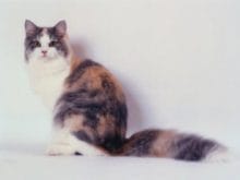 Regamuffin Regamuffin